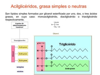 Acilglicéridos, grasa simples o neutras 
Son lípidos simples formados por glicerol esterificado por uno, dos, o tres ácidos 
grasos, en cuyo caso: monoacilglicérido, diacilglicérido o triacilglicérido 
respectivamente. 
 