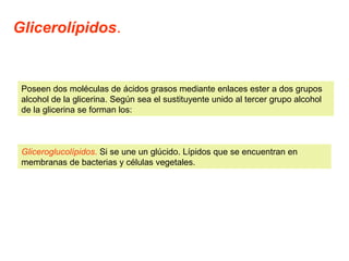 Glicerolípidos. 
Poseen dos moléculas de ácidos grasos mediante enlaces ester a dos grupos 
alcohol de la glicerina. Según sea el sustituyente unido al tercer grupo alcohol 
de la glicerina se forman los: 
Gliceroglucolípidos. Si se une un glúcido. Lípidos que se encuentran en 
membranas de bacterias y células vegetales. 
 