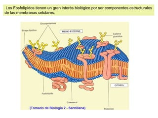 Los Fosfolípidos tienen un gran interés biológico por ser componentes estructurales 
de las membranas celulares. 
 