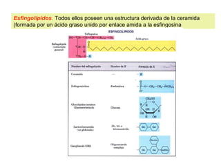 Esfingolípidos. Todos ellos poseen una estructura derivada de la ceramida 
(formada por un ácido graso unido por enlace amida a la esfingosina 
 