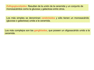 Esfingoglucolípidos. Resultan de la unión de la ceramida y un conjunto de 
monosacáridos como la glucosa y galactosa entre otros. 
Los más simples se denominan cerebrósidos y sólo tienen un monosacárido 
(glucosa o galactosa) unida a la ceramida. 
Los más complejos son los gangliósidos, que poseen un oligosacárido unido a la 
ceramida. 
 
