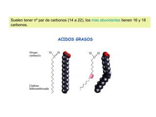 Suelen tener nº par de carbonos (14 a 22), los más abundantes tienen 16 y 18 
carbonos. 
 