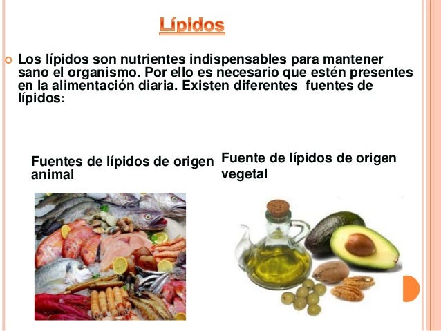 Lipidos 1