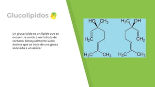 Glucolipidos
Un glucolípido es un lípido que se
encuentra unido a un hidrato de
carbono. Coloquialmente suele
decirse que se trata de una grasa
asociada a un azúcar
 