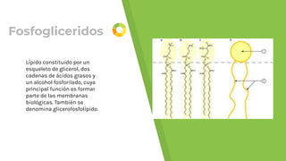 Fosfogliceridos
Lípido constituido por un
esqueleto de glicerol, dos
cadenas de ácidos grasos y
un alcohol fosforilado, cuya
principal función es formar
parte de las membranas
biológicas. También se
denomina glicerofosfolípido.
 