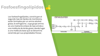 Fosfoesﬁngolípidos
Los fosfoesﬁngolípidos, constituyen el
segundo tipo de lípidos de membrana,
están formados por un amino alcohol
graso, la esﬁngosina , cuyo grupo amino
se une mediante enlace de tipo amida a
una molécula de ácido graso, dando lugar
a una molécula base que se denomina
ceramida por sus propiedades físicas
 