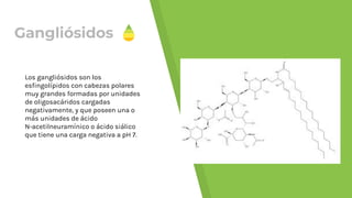 Gangliósidos
Los gangliósidos son los
esﬁngolípidos con cabezas polares
muy grandes formadas por unidades
de oligosacáridos cargadas
negativamente, y que poseen una o
más unidades de ácido
N-acetilneuramínico o ácido siálico
que tiene una carga negativa a pH 7.
 