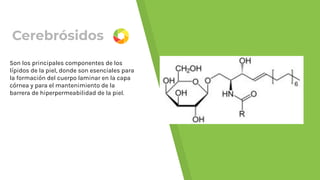 Cerebrósidos
Son los principales componentes de los
lípidos de la piel, donde son esenciales para
la formación del cuerpo laminar en la capa
córnea y para el mantenimiento de la
barrera de hiperpermeabilidad de la piel.
 
