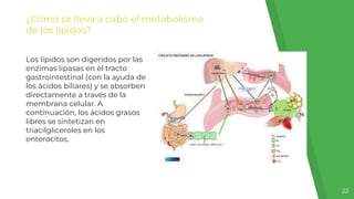 ¿Cómo se lleva a cabo el metabolismo
de los lípidos?
22
Los lípidos son digeridos por las
enzimas lipasas en el tracto
gastrointestinal (con la ayuda de
los ácidos biliares) y se absorben
directamente a través de la
membrana celular. A
continuación, los ácidos grasos
libres se sintetizan en
triacilgliceroles en los
enterocitos.
 