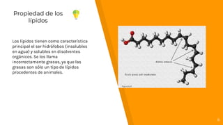 6
Propiedad de los
lípidos
Los lípidos tienen como característica
principal el ser hidrófobos (insolubles
en agua) y solubles en disolventes
orgánicos. Se los llama
incorrectamente grasas, ya que las
grasas son sólo un tipo de lípidos
procedentes de animales.
 