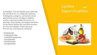 Complejos. Son los lípidos que, además
de contener en su molécula carbono,
hidrógeno y oxígeno, contienen otros
elementos como nitrógeno, fósforo,
azufre u otra biomolécula como un
glúcido. A los lípidos complejos también
se les llama lípidos de membrana pues
son las principales moléculas que
forman las membranas celulares.
-Fosfolípidos
- Fosfoglicéridos.
- Fosfoesﬁngolípidos.
- Glucolípidos.
- Cerebrósidos.
- Gangliósidos.
Lipidos
Saponiﬁcables
 