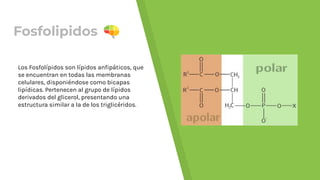 Fosfolipidos
Los Fosfolípidos son lípidos anﬁpáticos, que
se encuentran en todas las membranas
celulares, disponiéndose como bicapas
lipídicas. Pertenecen al grupo de lípidos
derivados del glicerol, presentando una
estructura similar a la de los triglicéridos.
 
