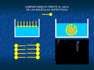 COMPORTAMENTO FRENTE AL AGUA DE LAS MOLÉCULAS ANFIPATICAS 