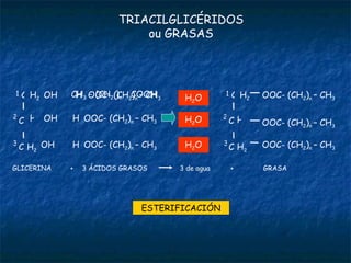 TRIACILGLICÉRIDOS ou GRASAS CH 3  - (CH 2  ) n  - COOH OOC- (CH 2 ) n  – CH 3 C H 2 C C 1 2 3 H 2 H GLICERINA H OOC- (CH 2 ) n  – CH 3 H OOC- (CH 2 ) n  – CH 3 H OH OH OH H 2 O H 2 O H 2 O 3 ÁCIDOS GRASOS + GRASA + 3 de agua ESTERIFICACIÓN OOC- (CH 2 ) n  – CH 3 C H 2 C C 1 2 3 H 2 H OOC- (CH 2 ) n  – CH 3 OOC- (CH 2 ) n  – CH 3 