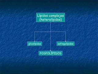 Lípidos complejos (heterolípidos) FOSFOLÍPIDOS esfingolípidos glicolípidos 