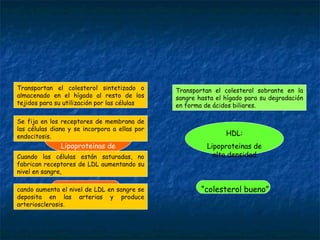 cando aumenta el nivel de LDL en sangre se deposita en las arterias y produce arteriosclerosis. Transportan el colesterol sintetizado o almacenado en el hígado al resto de los tejidos para su utilización por las células Se fija en los receptores de membrana de las células diana y se incorpora a ellas por endocitosis. Cuando las células están saturadas, no fabrican receptores de LDL aumentando su nivel en sangre, Transportan el colesterol sobrante en la sangre hasta el hígado para su degradación en forma de ácidos biliares.  LDL:  Lipoproteinas de baixa densidade “ colesterol malo” HDL: Lipoproteinas de alta densidad “ colesterol bueno” 
