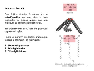 ACILGLICÉRIDOS
Son lípidos simples formados por la
esterificación de una dos o tres
moléculas de ácidos grasos con una
molécula de glicerina (propanotriol).
También reciben el nombre de glicéridos
o grasas simples.
Según el número de ácidos grasos que
forman la molécula, se distinguen:
1. Monoacilglicéridos
2. Diacilglicéridos
3. Triacilglicéridos
13
 
