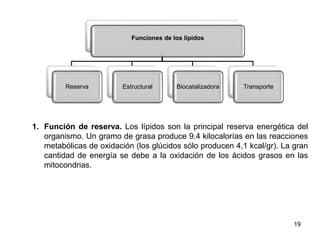 1. Función de reserva. Los lípidos son la principal reserva energética del
organismo. Un gramo de grasa produce 9.4 kilocalorías en las reacciones
metabólicas de oxidación (los glúcidos sólo producen 4,1 kcal/gr). La gran
cantidad de energía se debe a la oxidación de los ácidos grasos en las
mitocondrias.
19
Funciones de los lípidos
Reserva Estructural Biocatalizadora Transporte
 
