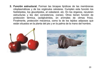 2. Función estructural. Forman las bicapas lipídicas de las membranas
citoplasmáticas y de los orgánulos celulares. Cumplen esta función los
fosfolípidos, los glucolípidos, el colesterol, etc. En los órganos, recubren
estructuras y les dan consistencia, (ceras). Otros tienen función de
protección térmica, (acilglicéridos, en animales de climas fríos).
Finalmente, protección mecánica, como la de los tejidos adiposos que
están situados en la planta del pie y en la palma de la mano del hombre.
20
 