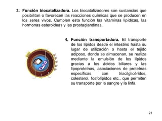 3. Función biocatalizadora. Los biocatalizadores son sustancias que
posibilitan o favorecen las reacciones químicas que se producen en
los seres vivos. Cumplen esta función las vitaminas lipídicas, las
hormonas esteroideas y las prostaglandinas.
4. Función transportadora. El transporte
de los lípidos desde el intestino hasta su
lugar de utilización o hasta el tejido
adiposo, donde se almacenan, se realiza
mediante la emulsión de los lípidos
gracias a los ácidos biliares y las
lipoproteínas, asociaciones de proteínas
específicas con triacilglicéridos,
colesterol, fosfolípidos etc., que permiten
su transporte por la sangre y la linfa.
21
 