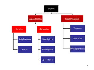 Lipidos
Saponificables
Simples
Acilgliceridos
Ceras
Complejos
Fosfolípidos
Glucolípidos
Lipoproteínas
Insaponificables
Terpenos
Esteroides
Prostaglandinas
4
 