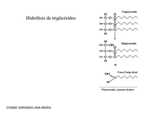 CONDE SARANGO ANA MARIA

 