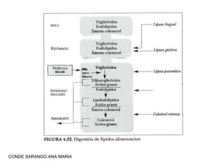CONDE SARANGO ANA MARIA

 
