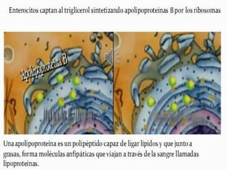 Lipidos23 131212074932-phpapp01