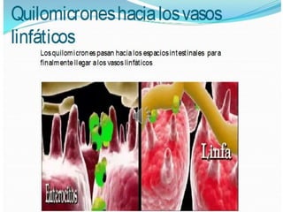 Lipidos23 131212074932-phpapp01