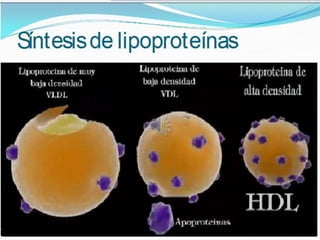 Lipidos23 131212074932-phpapp01