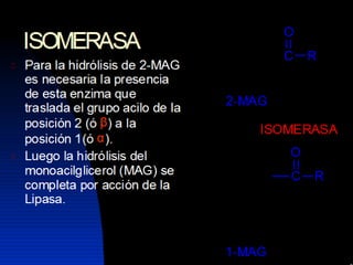 Lipidos23 131212074932-phpapp01