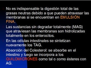 Lipidos23 131212074932-phpapp01