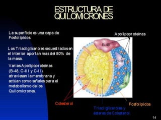 Lipidos23 131212074932-phpapp01