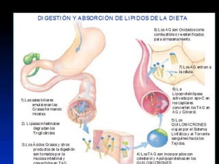 Lipidos23 131212074932-phpapp01