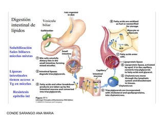 CONDE SARANGO ANA MARIA

 