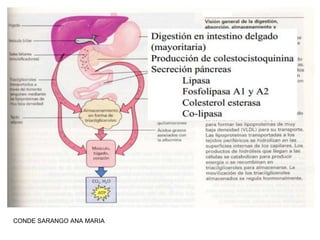 CONDE SARANGO ANA MARIA

 