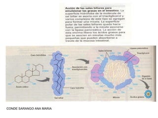 CONDE SARANGO ANA MARIA

 