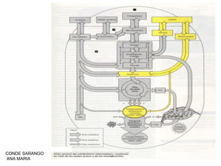 CONDE SARANGO
ANA MARIA

 