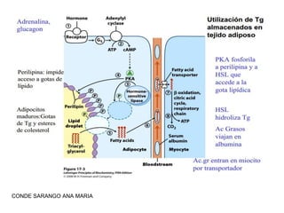CONDE SARANGO ANA MARIA

 