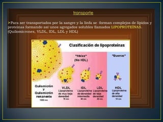 Lipidos 23