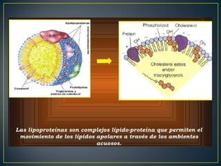 Lipidos 23