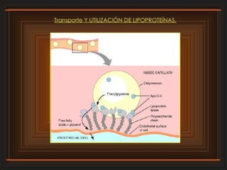 Lipidos 23