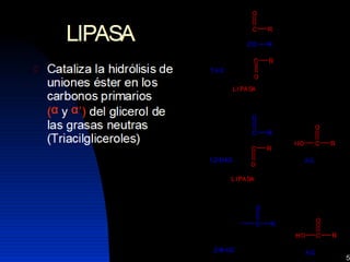 Lipidos 23