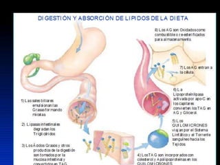 Lipidos 23