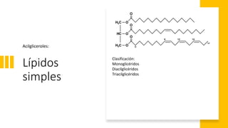 Lípidos
simples
Acilgliceroles:
Clasificación:
Monoglicéridos
Diacilglicéridos
Triacilglicéridos
 