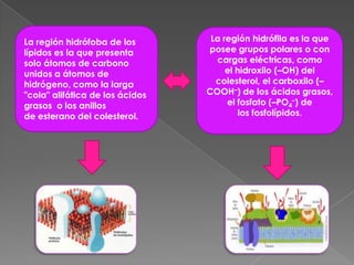 La región hidrófoba de los
lípidos es la que presenta
solo átomos de carbono
unidos a átomos de
hidrógeno, como la larga
"cola" alifática de los ácidos
grasos o los anillos
de esterano del colesterol.

La región hidrófila es la que
posee grupos polares o con
cargas eléctricas, como
el hidroxilo (–OH) del
colesterol, el carboxilo (–
COOH–) de los ácidos grasos,
el fosfato (–PO4–) de
los fosfolípidos.

 
