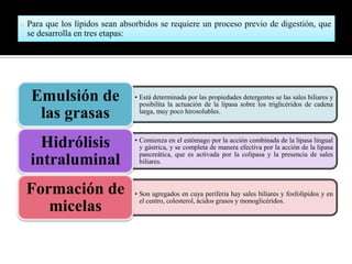 o

Para que los lípidos sean absorbidos se requiere un proceso previo de digestión, que
se desarrolla en tres etapas:

Emulsión de
las grasas

• Está determinada por las propiedades detergentes se las sales biliares y
posibilita la actuación de la lipasa sobre los triglicéridos de cadena
larga, muy poco hirosolubles.

Hidrólisis
intraluminal

• Comienza en el estómago por la acción combinada de la lipasa lingual
y gástrica, y se completa de manera efectiva por la acción de la lipasa
pancreática, que es activada por la colipasa y la presencia de sales
biliares.

Formación de
micelas

• Son agregados en cuya periferia hay sales biliares y fosfolípidos y en
el centro, colesterol, ácidos grasos y monoglicéridos.

 