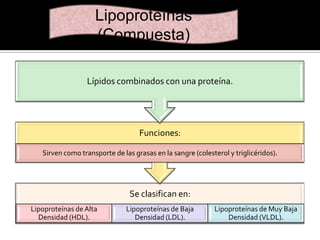 Lipoproteínas
(Compuesta)
Lípidos combinados con una proteína.

Funciones:
Sirven como transporte de las grasas en la sangre (colesterol y triglicéridos).

Se clasifican en:
Lipoproteínas de Alta
Densidad (HDL).

Lipoproteínas de Baja
Densidad (LDL).

Lipoproteínas de Muy Baja
Densidad (VLDL).

 