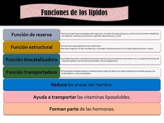 Funciones de los lípidos
Función de reserva
Función estructural

•Son la principal reserva energética del organismo. Un gamo de grasa produce 9,4 Kcal en las reacciones metabólicas
de oxidación, mientras que proteínas y glúcidos sólo producen 4,1 Kcal.

•Forman las bicapas lipídicas de las membranas.
•Recubren órganos y le dan consistencias, o protegen mecánicamente como el tejido adiposo de pies y manos.

Función biocatalizadora

•Los lípidos favorecen o facilitan las reacciones químicas que se producen en los seres vivos. Cumplen esta función las
vitaminas lipídicas, las hormonas esteroideas y las prostaglandinas.

Función transportadora

•El transporte de lípidos desde el intestino hasta su lugar de destino se realiza mediante su emulsión gracias a los
ácidos biliares y a los proteolípidos.

Reduce las ansias del hambre.
Ayuda a transportar las vitaminas liposolubles.
Forman parte de las hormonas.

 