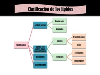 Clasificación de los lípidos
Insaturados

Ácidos Grasos
Saturados

Triacilglicéridos

Simples
Clasificación

Ceras

Lípidos con
ácidos grasos
(saponificables)

Esteroides

Fosfolípidos
Complejos
Esfingolípidos

Isoprenoides

 